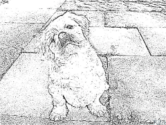 shih Tzu Pàgines Per Pintar Imprimibles